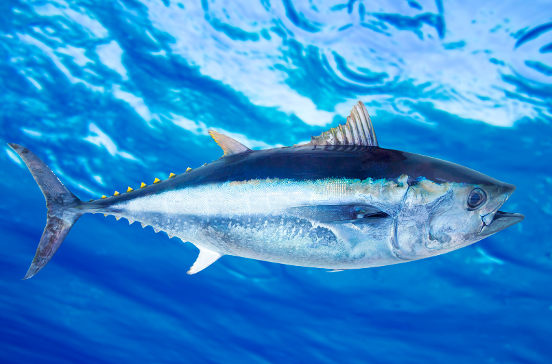 Yellow Fin Tuna