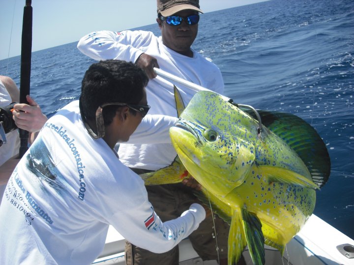 Dorados